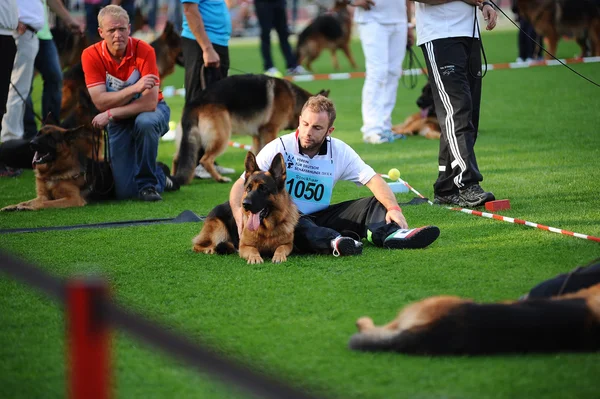 SEP 07, 2014 Nurnberg Biggest german shepherd dog show in German — Stock Photo, Image