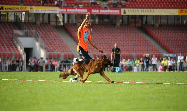 SEP 07, 2014 Nurnberg Biggest german shepherd dog show in German — Stock Photo, Image