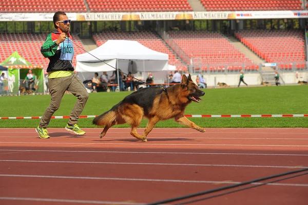 SEP 07, 2014 Nurnberg Biggest german shepherd dog show in German — Stock Photo, Image