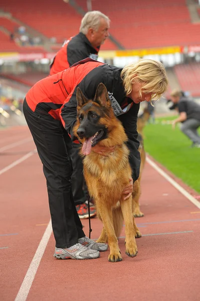 Eylül 07, 2014 Nurnberg en büyük Alman çoban köpek göstermek Almanca olarak — Stok fotoğraf