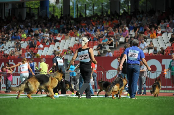 Eylül 07, 2014 Nurnberg en büyük Alman çoban köpek göstermek Almanca olarak — Stok fotoğraf