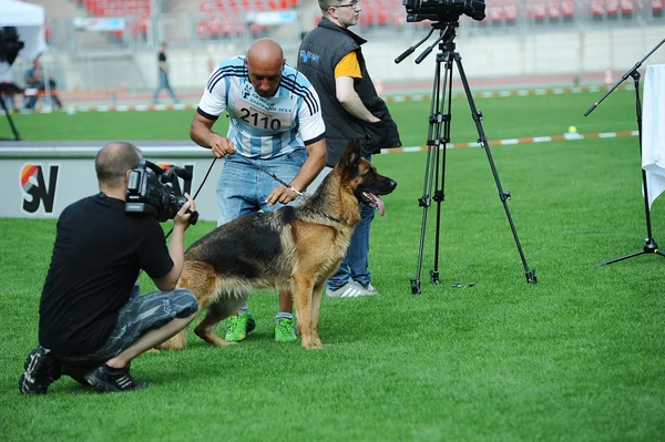 SEP 07, 2014 Nurnberg Biggest german shepherd dog show in German — Stock Photo, Image