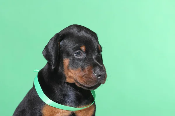 緑の背景のグリーン ベルトと子犬の肖像 — ストック写真