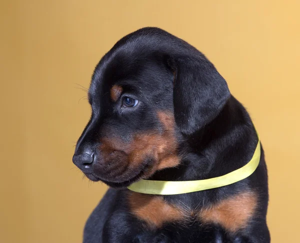Close up Portrait of Puppy with yellow belt  on yellow backgroun — Stock Photo, Image