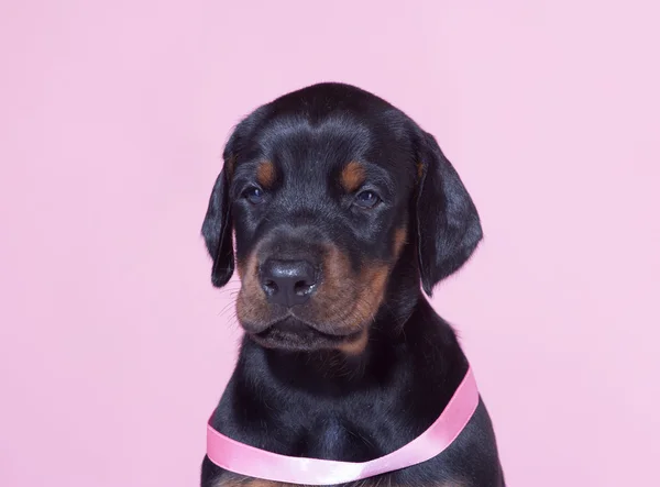 Close up Portrait of Puppy with pink belt  on pink background — Stock Photo, Image