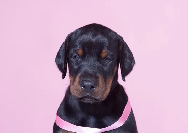 Close up Portrait of Puppy with pink belt  on pink background — Stock Photo, Image