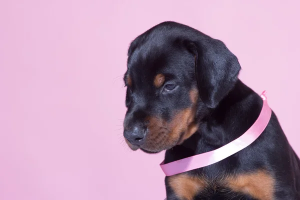Портрет щенка с розовым поясом на розовом фоне — стоковое фото