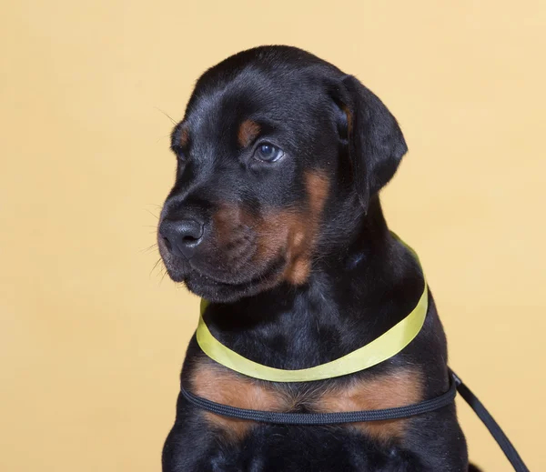 Primer plano Retrato de cachorro con cinturón amarillo — Foto de Stock