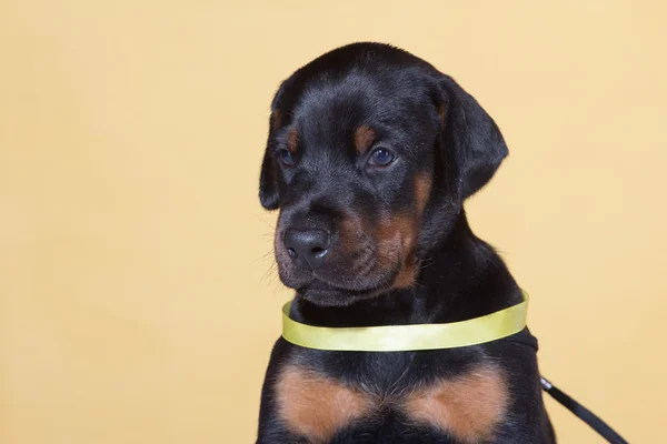 Close up Retrato de filhote de cachorro com cinto amarelo — Fotografia de Stock