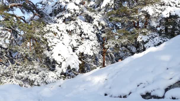 Adult man in red walking on mountain forest — Stock Video