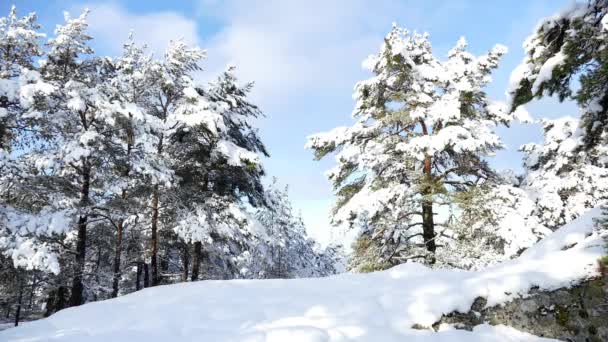 Krajobraz lasu w Houtskari island — Wideo stockowe