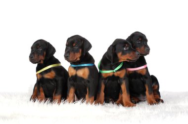dobermann kukla grubu