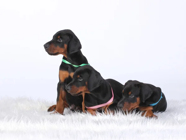 Groep van dobermann pups — Stockfoto