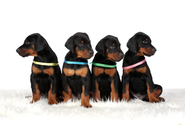 Group of dobermann puppies — Stock Photo, Image
