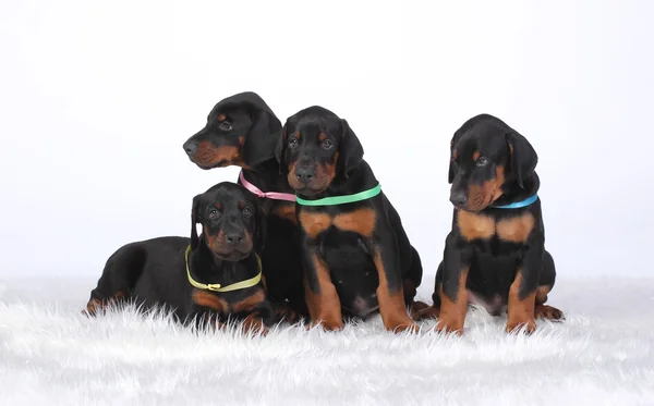 Grupo de cachorros dobermann — Foto de Stock