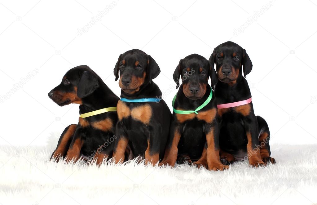 Group of dobermann puppies