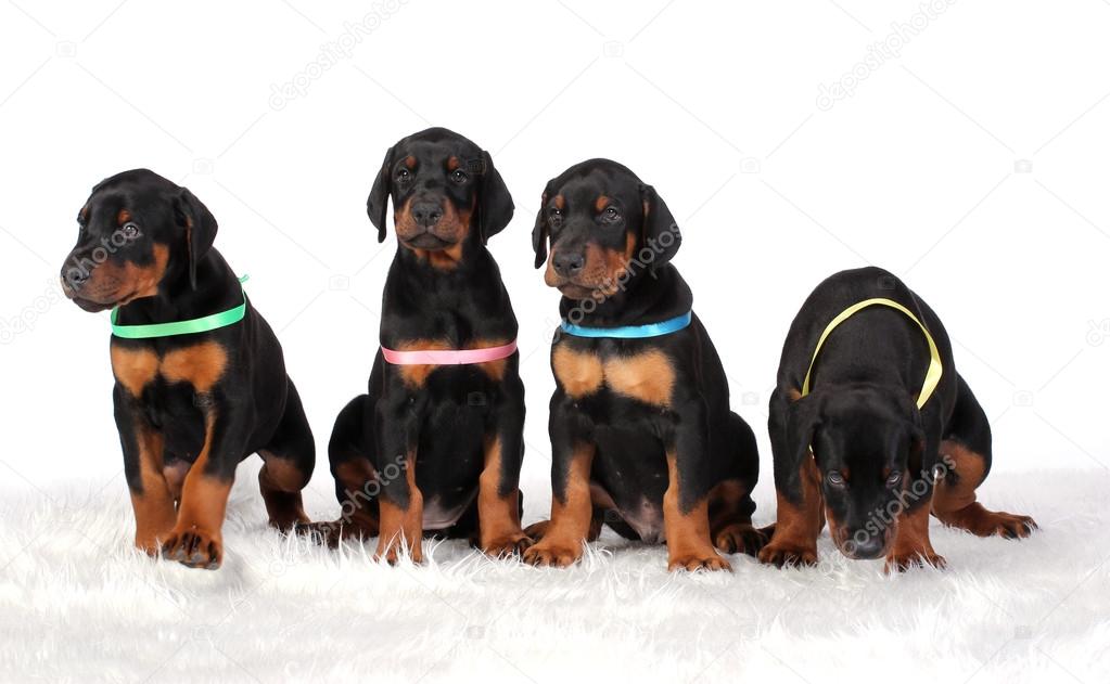 Group of dobermann puppies