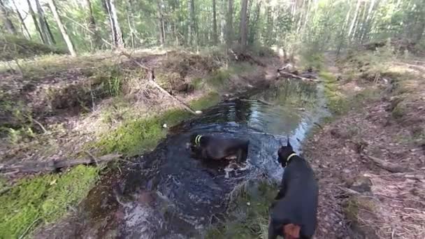 Doberman perros en charco — Vídeos de Stock