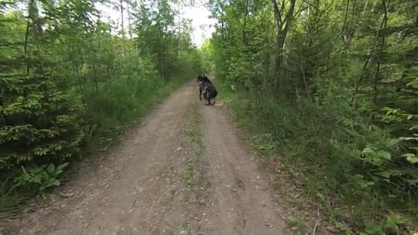 森林道の高速実行犬 — ストック動画