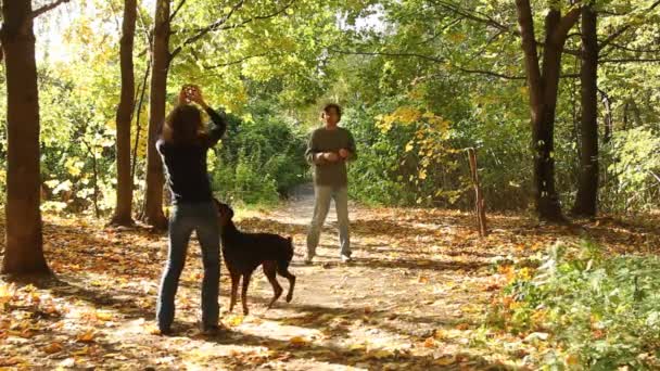 Family playing with dog in park — Stock Video