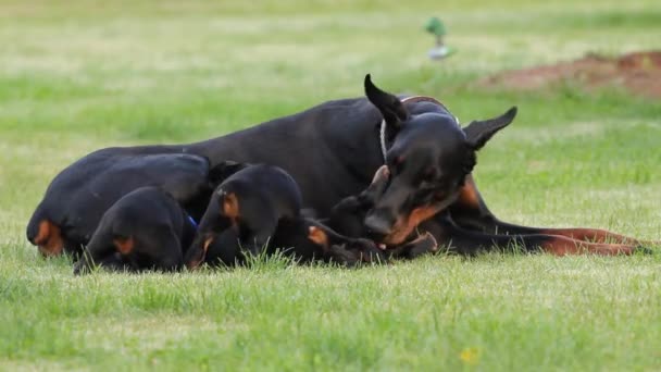 Hund familjen på gräset — Stockvideo