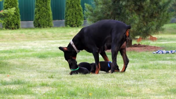 Köpekler aile çimenlerin üzerinde — Stok video