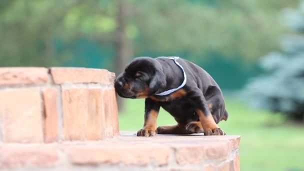 Doberman cachorro arañazos en las escaleras — Vídeo de stock