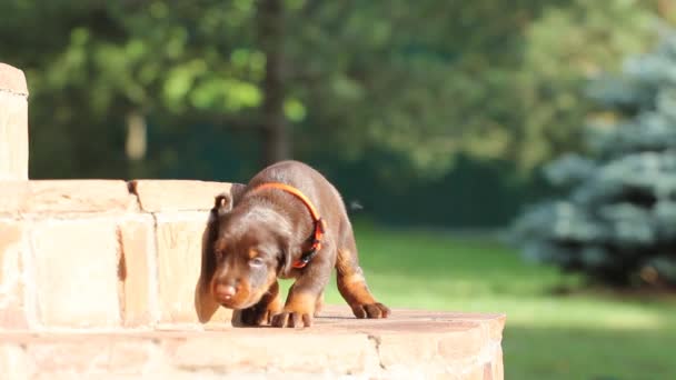 Doberman puppy sitting on stairs — Stock Video