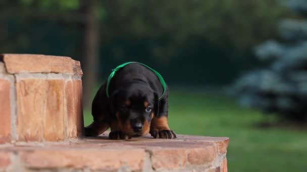 Doberman pup zittend op de trap — Stockvideo