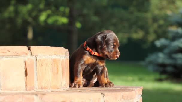 Dobermann valp sittande på trappan — Stockvideo