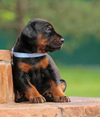 Dobermann puppy