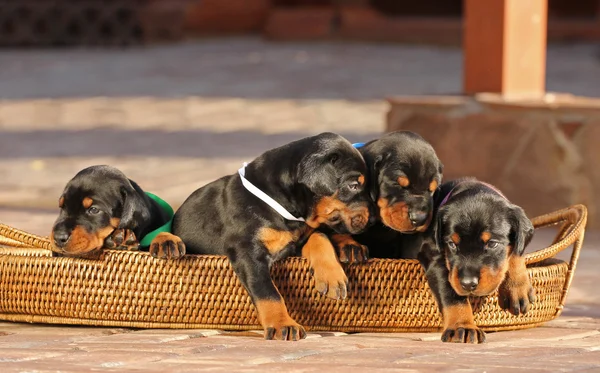 4 doberman puppies in basket — Zdjęcie stockowe