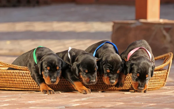 4 doberman puppies in basket — Stockfoto