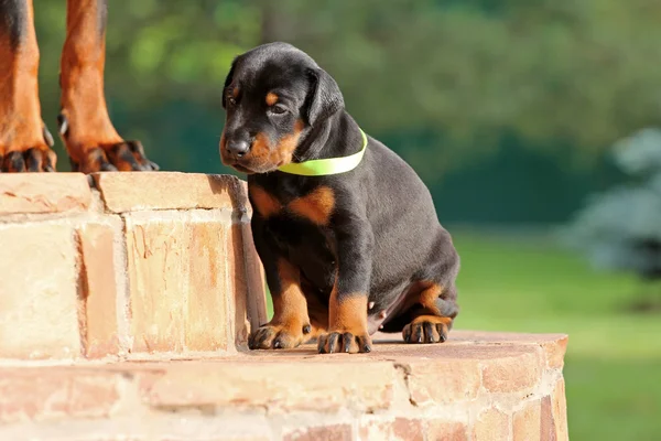 Cãozinho Dobermann — Fotografia de Stock