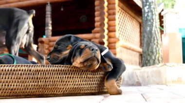 Köpekler ailenin sepetinde