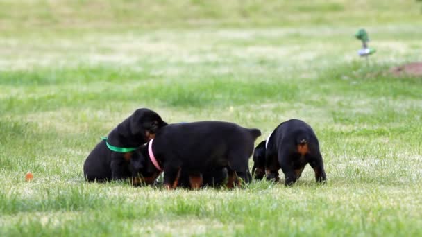 4 puppies op het gras — Stockvideo