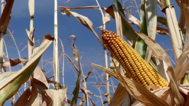 Pannocchia di Mais Crescendo nel campo di mais — Video Stock