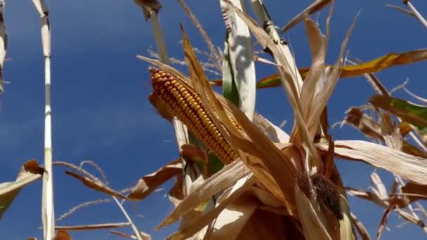 Cultivo de mazorca de maíz en el campo de maíz — Vídeos de Stock