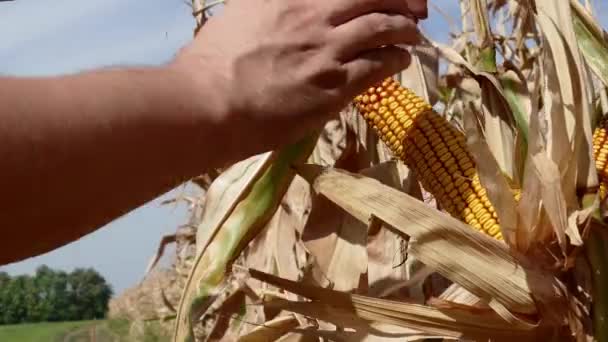 Mezőgazdasági termelő megnyitja a kukorica fül — Stock videók