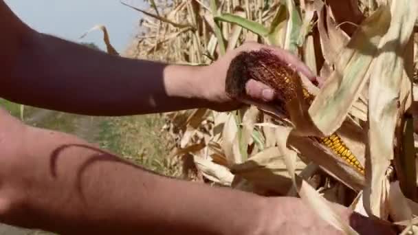 Boer opent het oor van maïs — Stockvideo