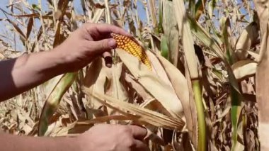 Çiftçi mısır kulak açar