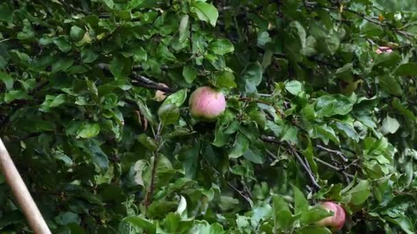 Recoger manzanas maduras del árbol — Vídeo de stock