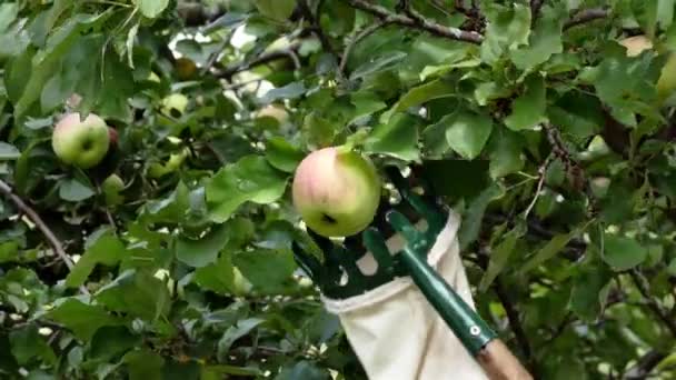 Picking up ripen apples from the tree — Stock Video