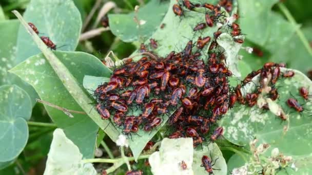 Feuerwanzen in Blättern, viele rote Wanzen im Garten, Frühling — Stockvideo