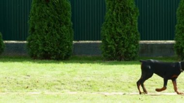 Doberman köpek yavrusu yürüyüş soldan sağa