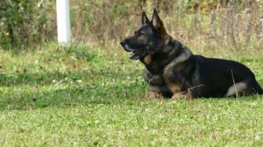 Alman çoban köpeği çimlere bekliyor