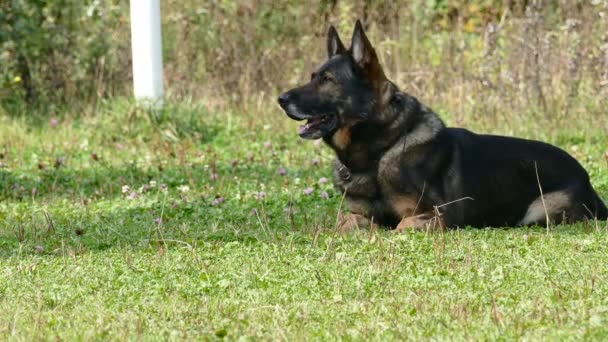 Duitse herder te wachten op het gras — Stockvideo