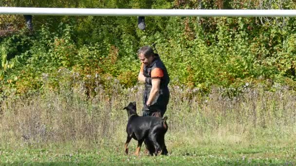 Proceso de entrenamiento perro . — Vídeos de Stock