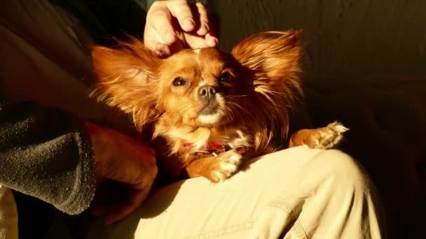 Hombre acariciando perro rojo — Vídeo de stock