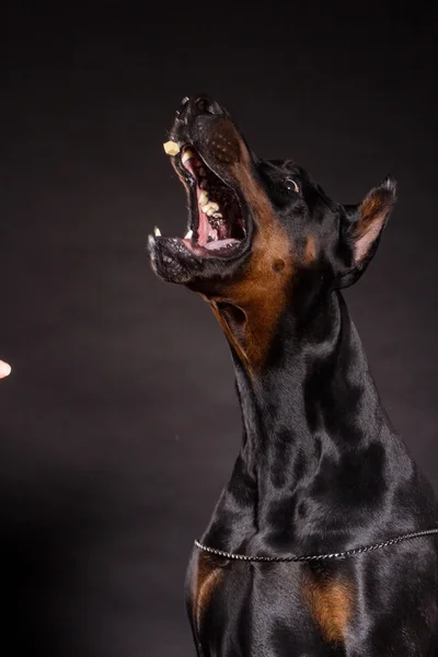 Doberman pincher su sfondo nero . — Foto Stock